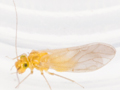Enderleinella obsoleta